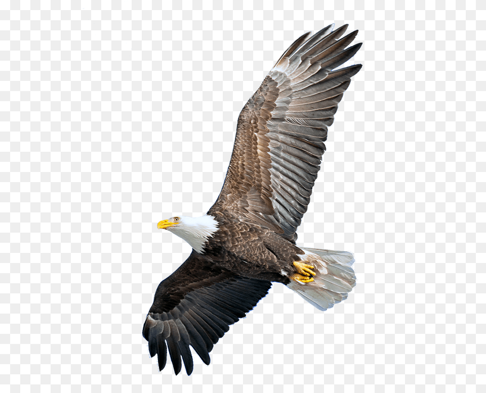 Soar, Animal, Bird, Eagle, Bald Eagle Free Transparent Png