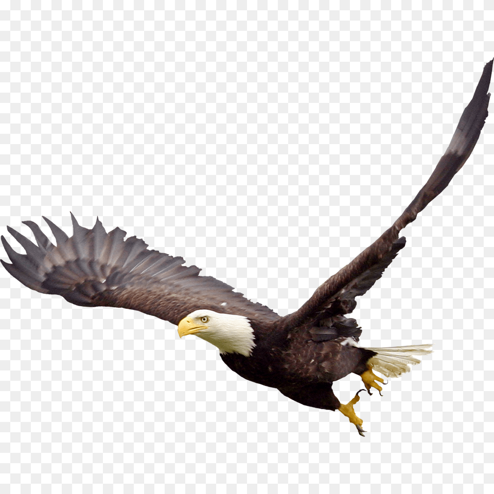 Soaring Eagle, Animal, Bird, Flying, Bald Eagle Png Image