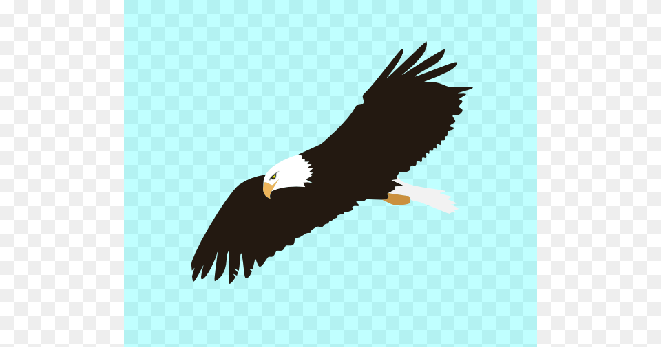 Soaring Eagle Clip Art Vector, Animal, Bird, Flying, Bald Eagle Free Transparent Png