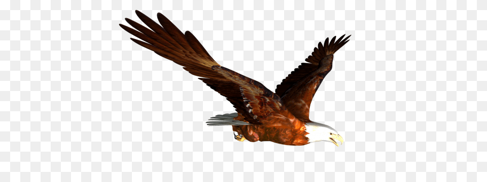 Soaring Eagle Clipart, Animal, Bird, Flying, Beak Png