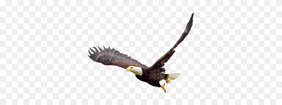 Soaring Eagle Clipart, Animal, Bird, Bald Eagle, Beak Free Png