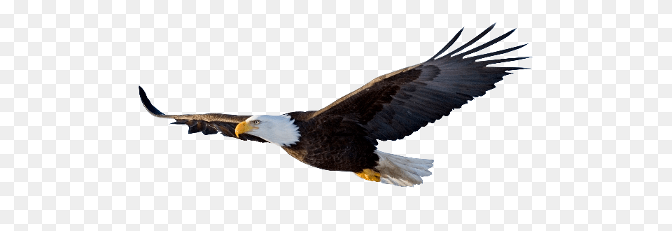 Soaring Eagle Clipart Black And White, Animal, Bird, Flying, Bald Eagle Free Png