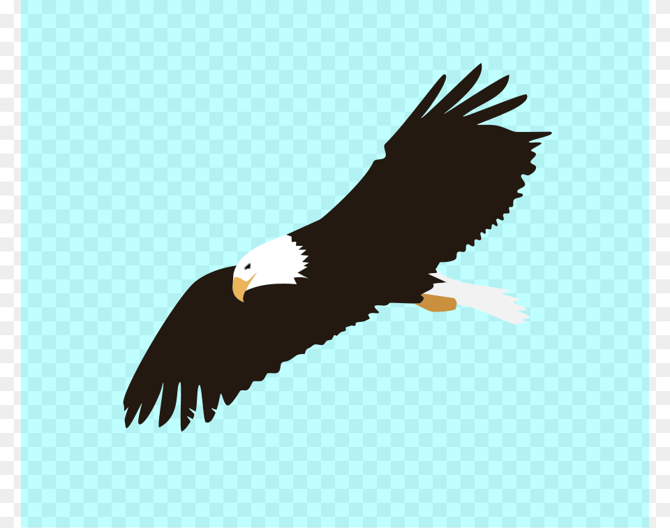 Soaring Eagle Clipart Clip Art Images, Animal, Bird, Flying, Bald Eagle Free Png Download