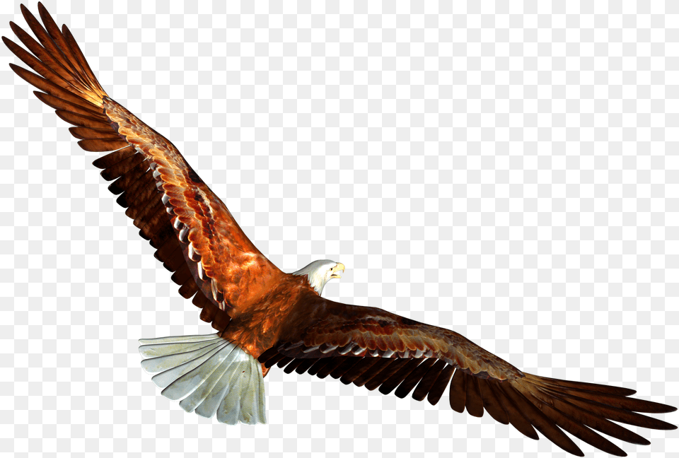 Soaring Eagle Clipart Eagle Flying Transparent Background, Animal, Bird, Kite Bird, Vulture Free Png