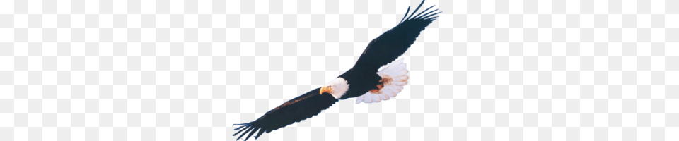 Soaring Eagle Clipart Free Clipart, Animal, Bird, Flying, Bald Eagle Png