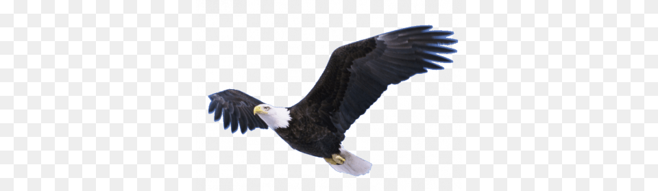 Soaring Eagle Animal, Bird, Flying, Bald Eagle Png Image