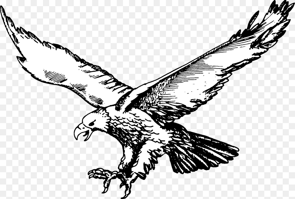 Soaring Eagle Olivet Eagles Logo, Animal, Bird, Vulture, Flying Free Transparent Png