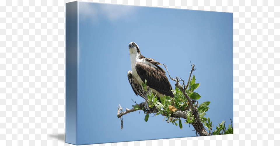 Soaring Eagle Our National Bird By Realm Art Osprey, Animal, Beak, Kite Bird, Accipiter Free Png