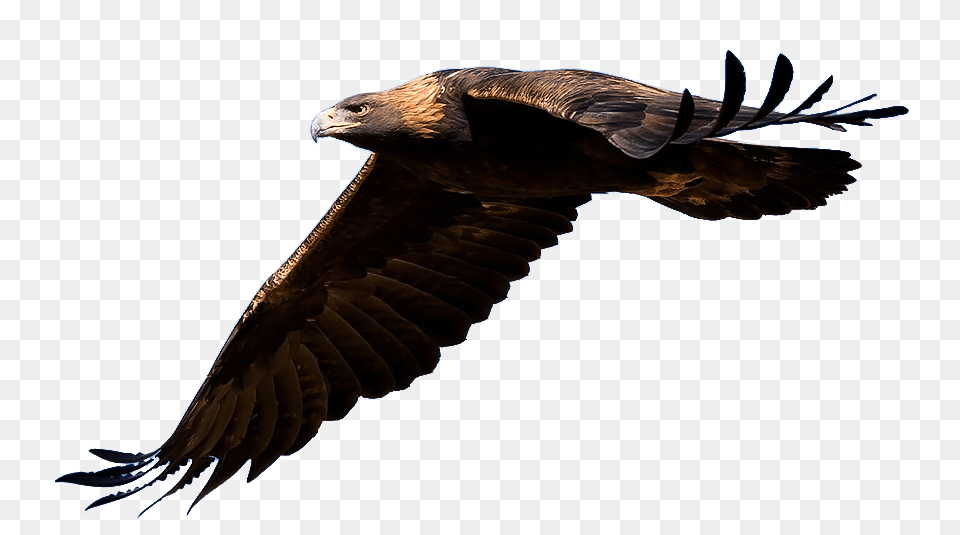 Soaring Eagle Silhouette Clip Art Image Information, Animal, Bird, Vulture, Kite Bird Free Png