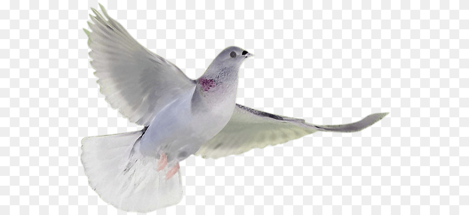 Soaring White Dove White Breasted Nuthatch, Animal, Bird, Pigeon Free Png Download