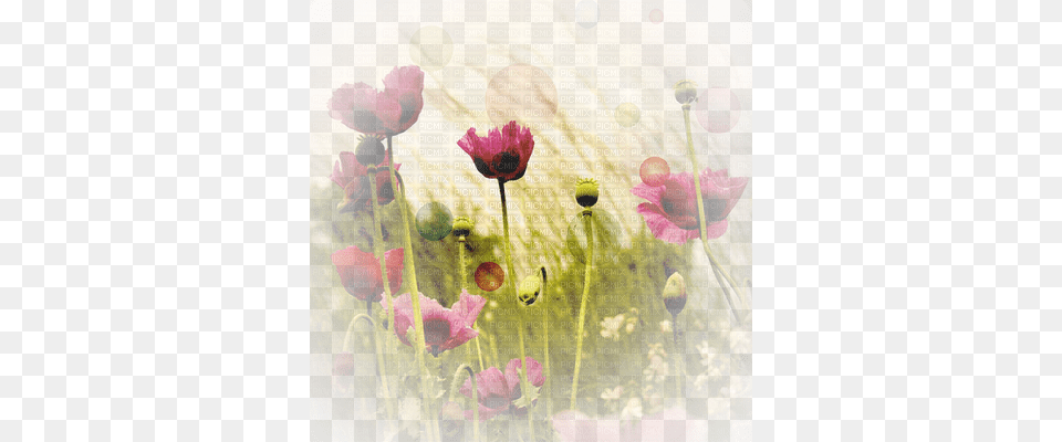 Soave Background Flowers Poppy Red Beige Green Transparent Vintage Blumen Postkarte, Flower, Plant, Petal, Geranium Free Png