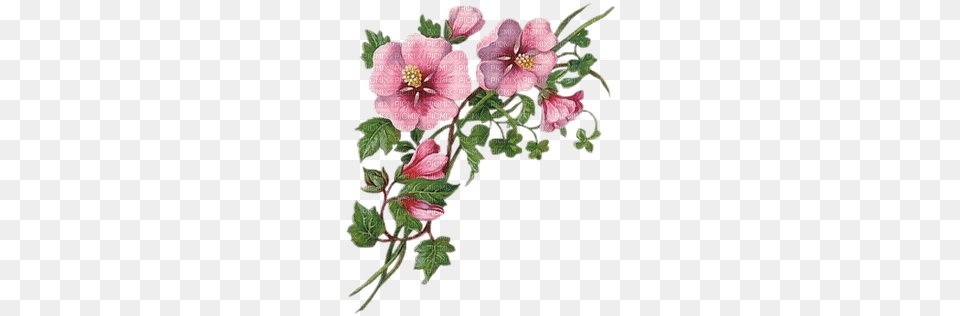 Soave Flowers Deco Pink Border Branch Welcome To My, Flower, Plant, Hibiscus, Geranium Png Image