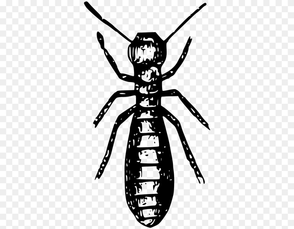 Social Insects Ant Termite Pest, Gray Free Transparent Png