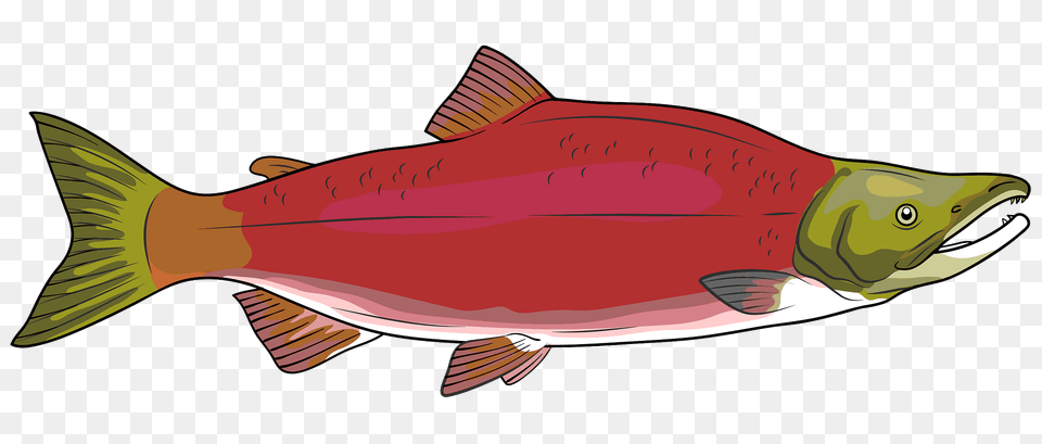 Sockeye Red Salmon Clipart, Animal, Coho, Fish, Sea Life Png