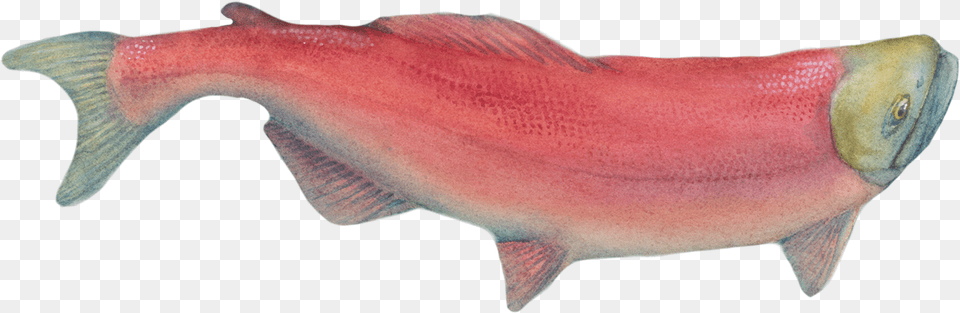Sockeye Salmon, Animal, Fish, Sea Life Png