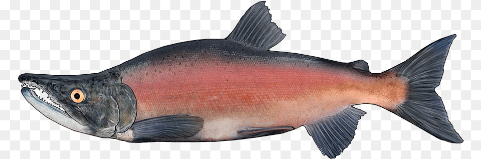Sockeye Salmon Image With No Coho Salmon, Animal, Fish, Sea Life, Shark Free Png