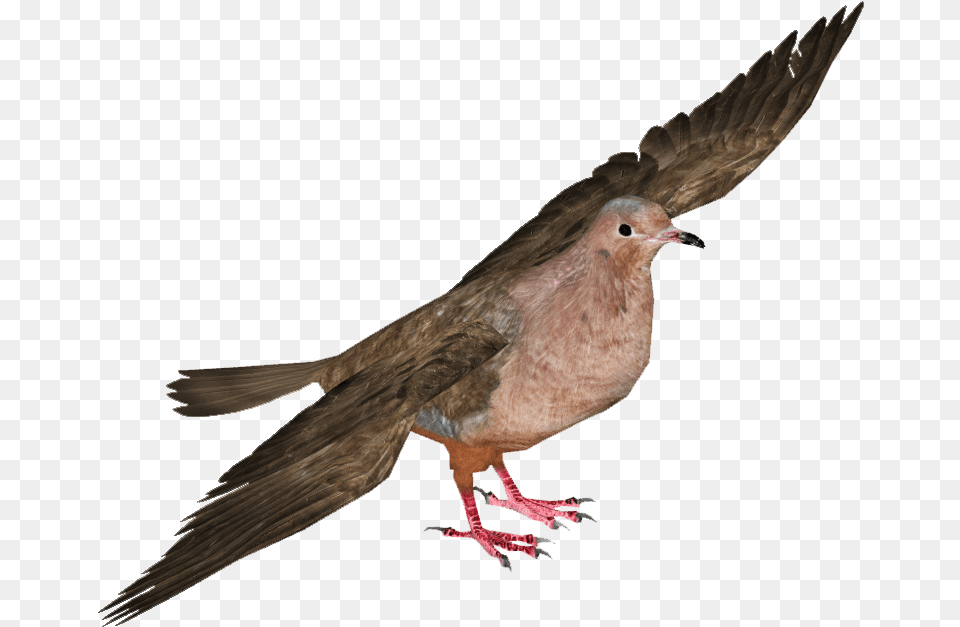 Socorro Dove Pigeons And Doves, Animal, Bird, Pigeon Free Png Download
