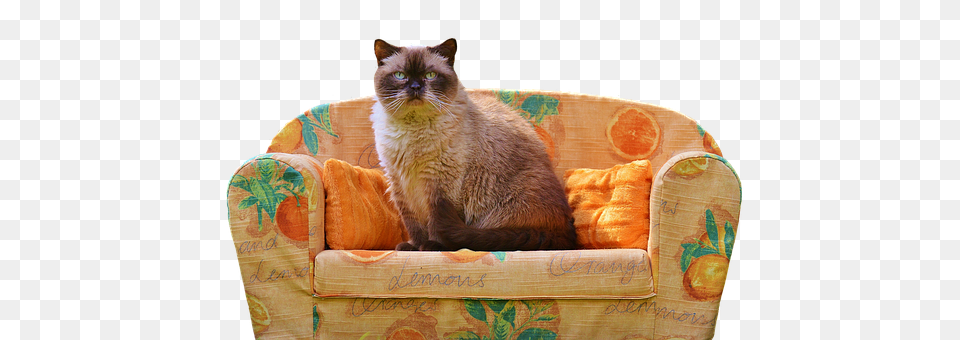 Sofa Couch, Furniture, Animal, Cat Png Image