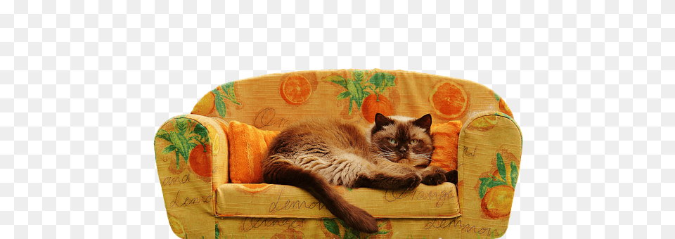 Sofa Couch, Furniture, Chair, Pet Free Png Download