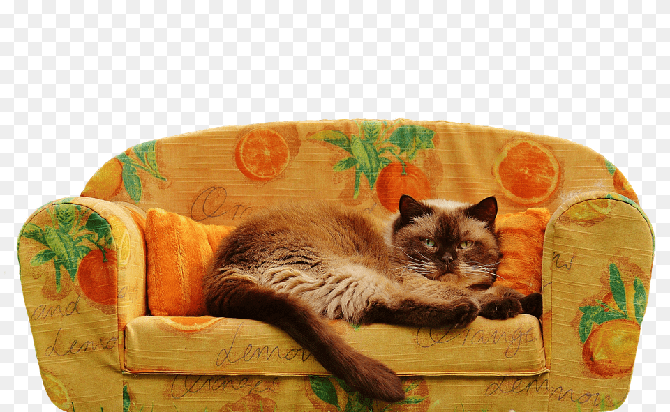 Sofa Couch, Furniture, Chair, Animal Png