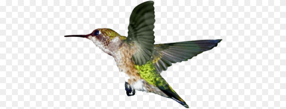 Sofii Ontario Nature U0027ruby The Hummingbirdu0027 Mailing Ruby Throated Hummingbird, Animal, Bird Free Png