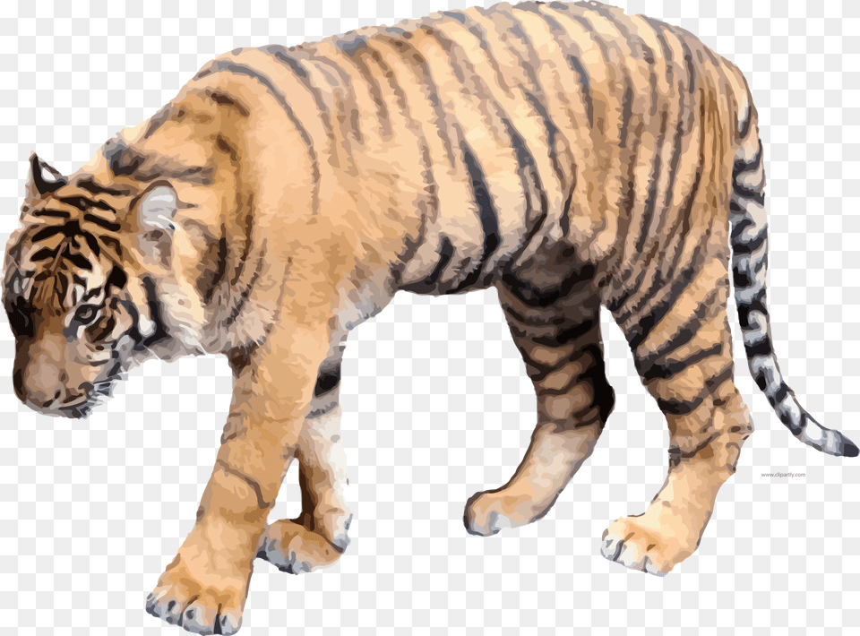 Soft Color Realistic Tigger Clipart Picture Download Clip Art Realistic Tiger, Animal, Mammal, Wildlife, Person Free Transparent Png