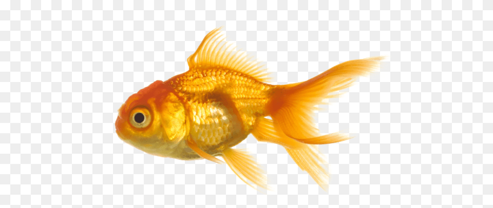 Soft Cute Goth Fish Edit Cutecore 93evil Transparent Fish No Background, Animal, Sea Life, Goldfish Free Png