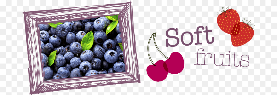 Soft Fruits Bilberry, Berry, Blueberry, Food, Fruit Png