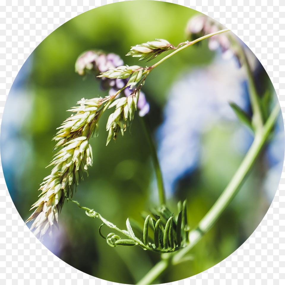 Soft Meadow Grass Close Up, Plant, Flower, Lupin Free Png
