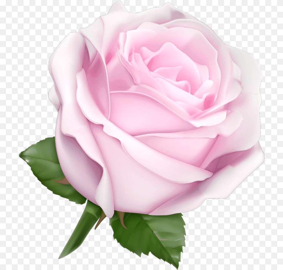 Soft Pink Pink Rose, Flower, Plant Png