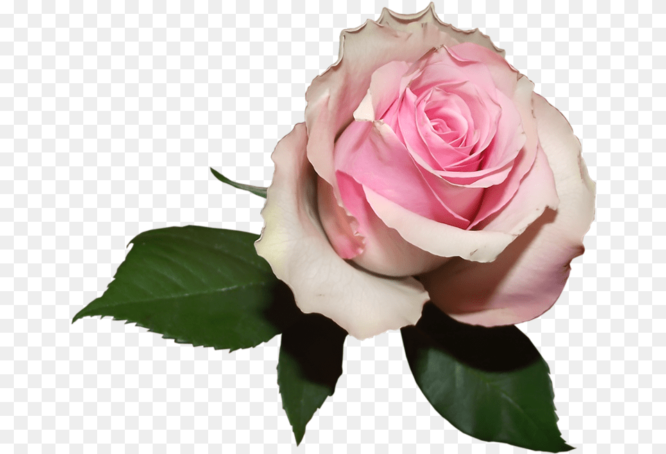 Soft Pink Rose, Flower, Plant Free Png Download