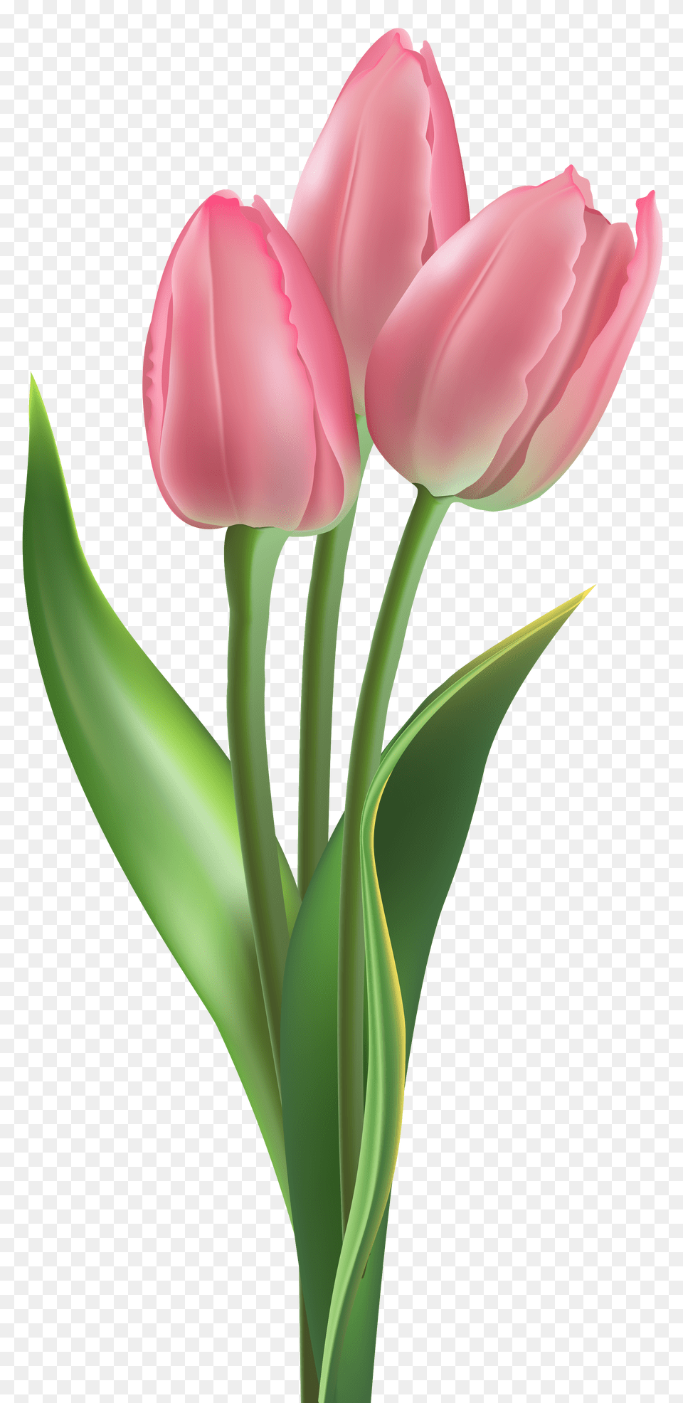 Soft Pink Tulips Clipart, Flower, Plant, Tulip Png