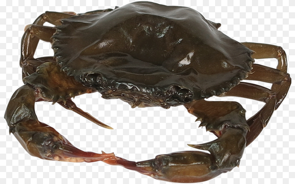 Soft Shell Crab, Food, Seafood, Animal, Invertebrate Png Image