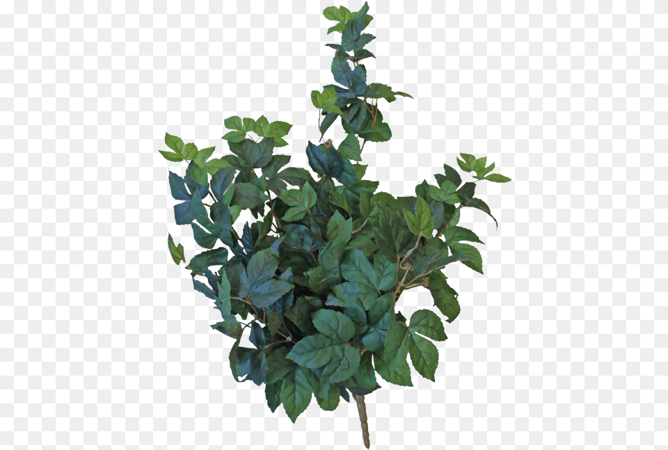 Soft Touch Maple Hanging Bush Houseplant, Leaf, Plant, Potted Plant, Tree Free Png Download