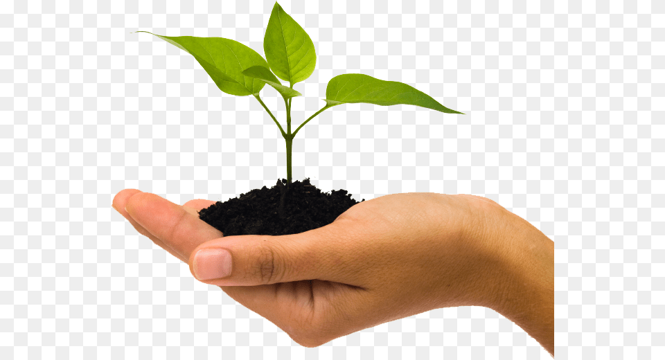 Soil, Leaf, Plant, Body Part, Finger Free Png Download