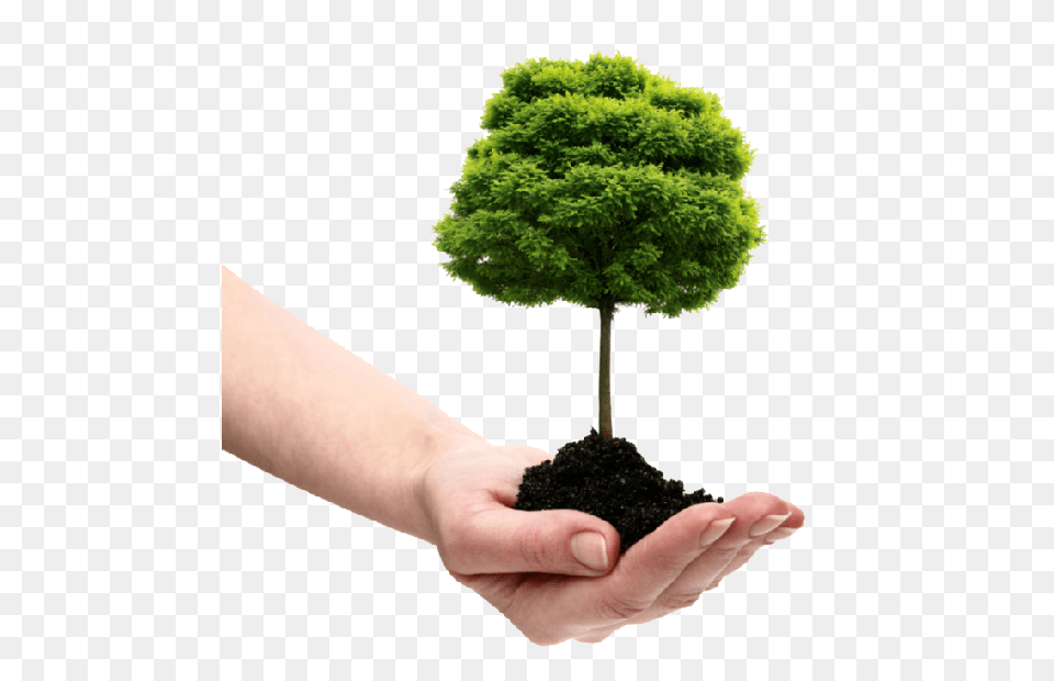 Soil, Plant, Potted Plant, Tree, Person Free Png