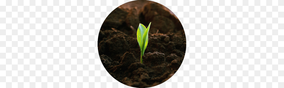 Soil, Bud, Flower, Plant, Sprout Png