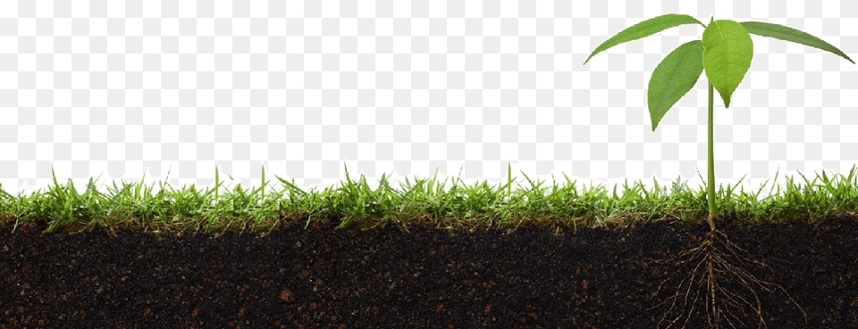 Soil, Leaf, Plant, Grass, Moss Free Png Download