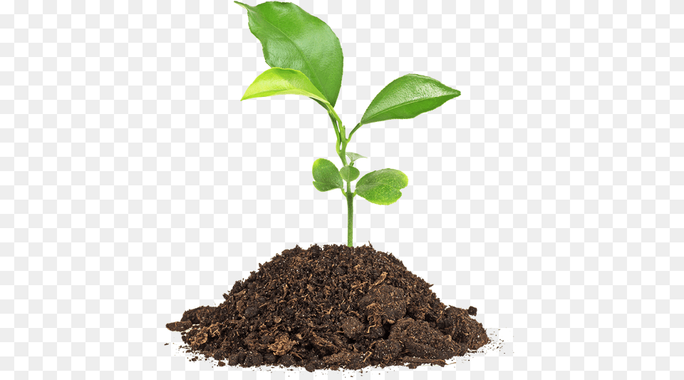 Soil, Leaf, Plant, Sprout Free Transparent Png