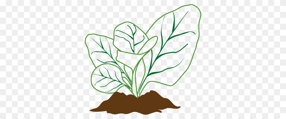 Soil, Leaf, Plant, Herbs Free Png
