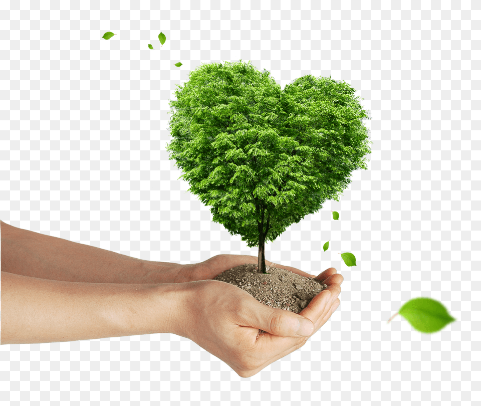 Soil, Person, Plant, Planting, Tree Png