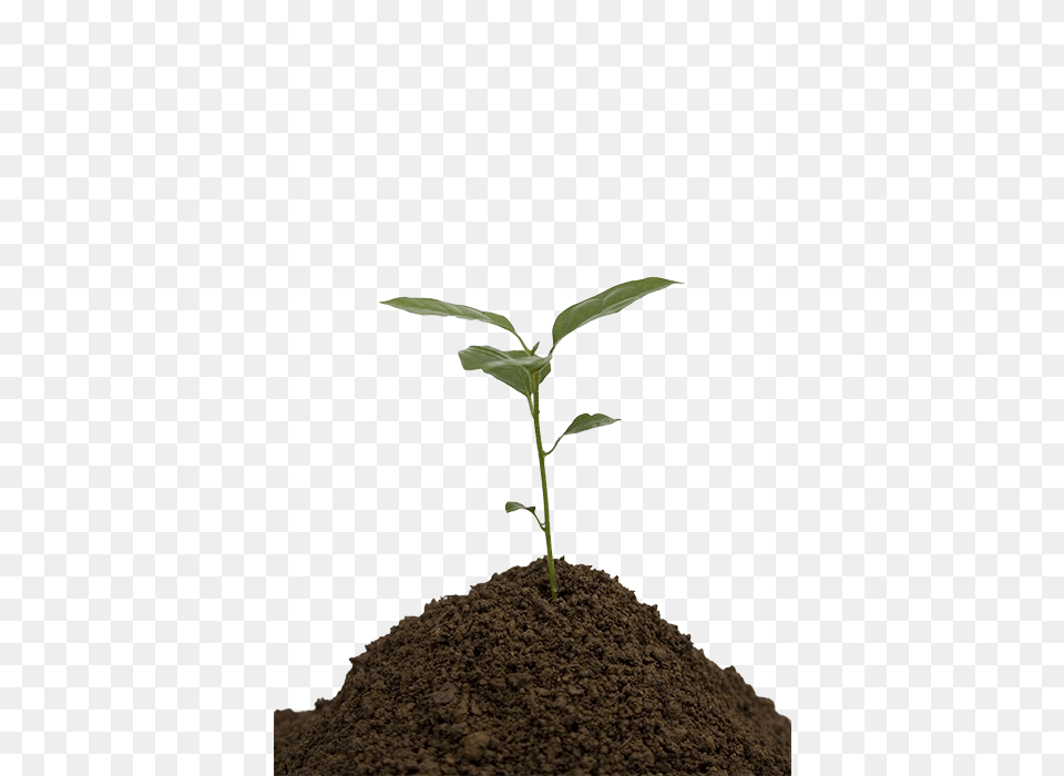 Soil, Leaf, Plant, Sprout Free Png Download