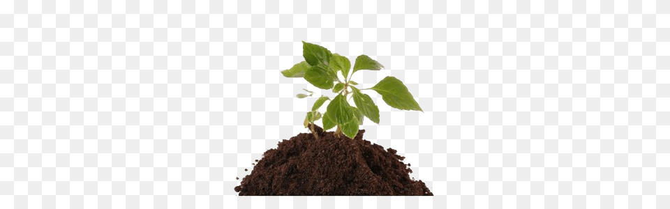 Soil, Leaf, Plant, Potted Plant Free Png