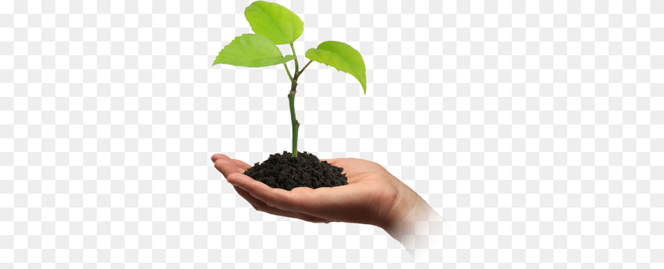 Soil, Leaf, Plant, Person, Planting Free Png Download