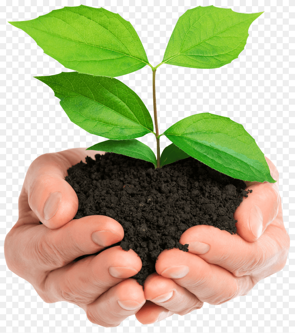 Soil, Leaf, Plant, Person, Planting Png