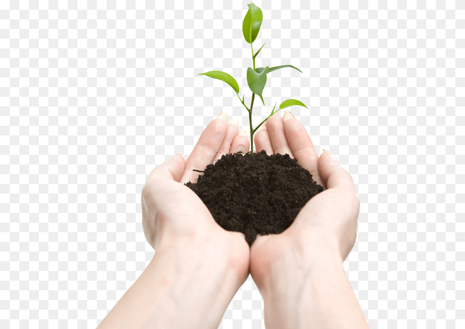 Soil, Plant, Leaf, Potted Plant, Person Png Image