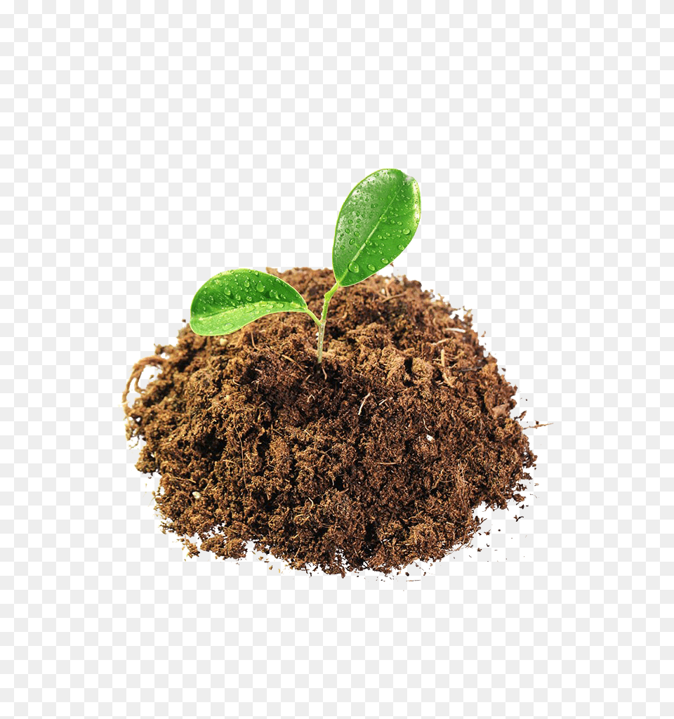 Soil, Leaf, Plant, Sprout Png