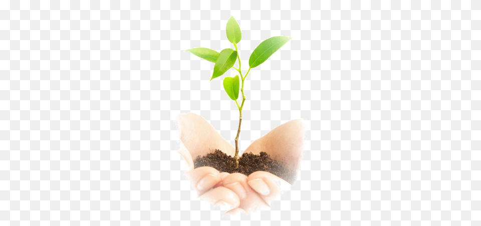 Soil, Leaf, Plant, Sprout, Baby Free Png Download