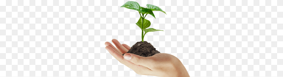 Soil, Leaf, Plant, Person, Planting Free Png