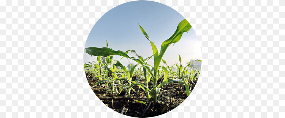 Soil Cleans Solo Fertil Para Agricultura, Agriculture, Countryside, Field, Nature Png Image